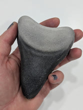 Load image into Gallery viewer, Megalodon Tooth Bath Bomb